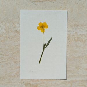 Pressed buttercup